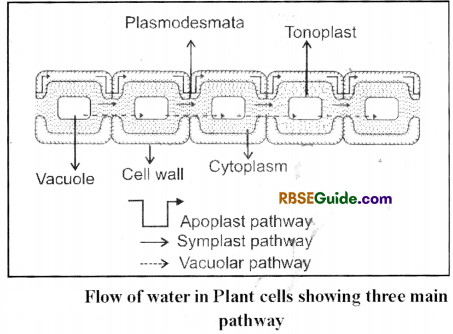 RBSE Class 12 Biology Notes Chapter 6 Absorption of Water and Ascent of Sap in Plants 2