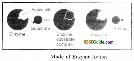 RBSE Class 12 Biology Notes Chapter 9 Enzymes 4