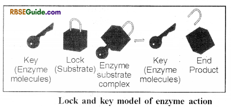 RBSE Class 12 Biology Notes Chapter 9 Enzymes 5