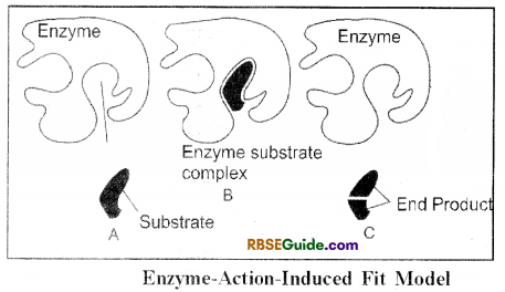RBSE Class 12 Biology Notes Chapter 9 Enzymes 6