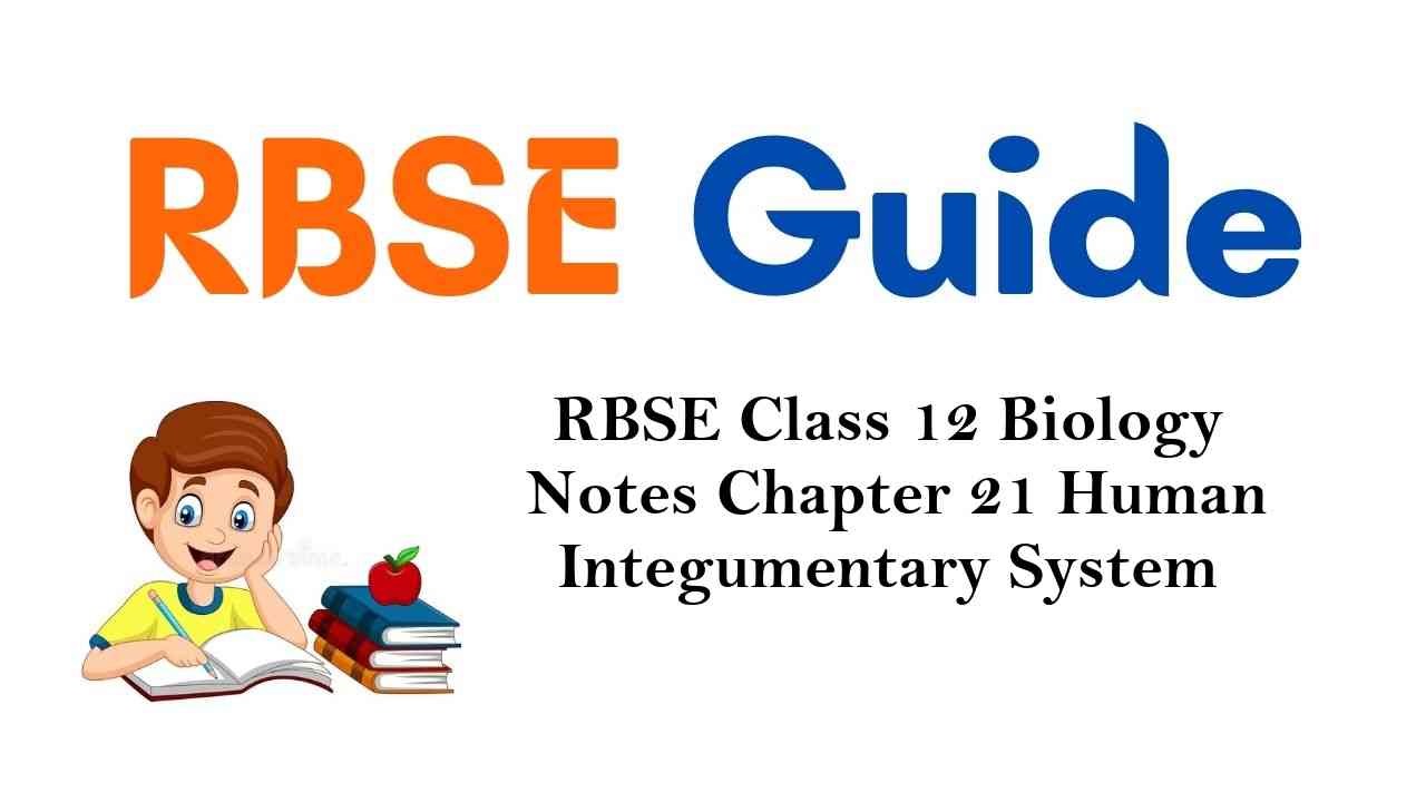 RBSE Class 12 Biology Notes Chapter 21 Human Integumentary System
